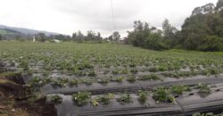 Facatativa, finca 50 fng – vereda San Rafael-aguas