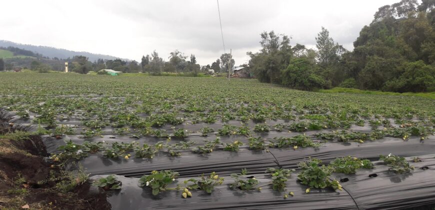 Facatativa, finca 50 fng – vereda San Rafael-aguas