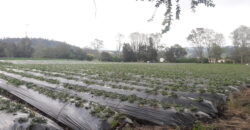 Facatativa, finca 50 fng – vereda San Rafael-aguas