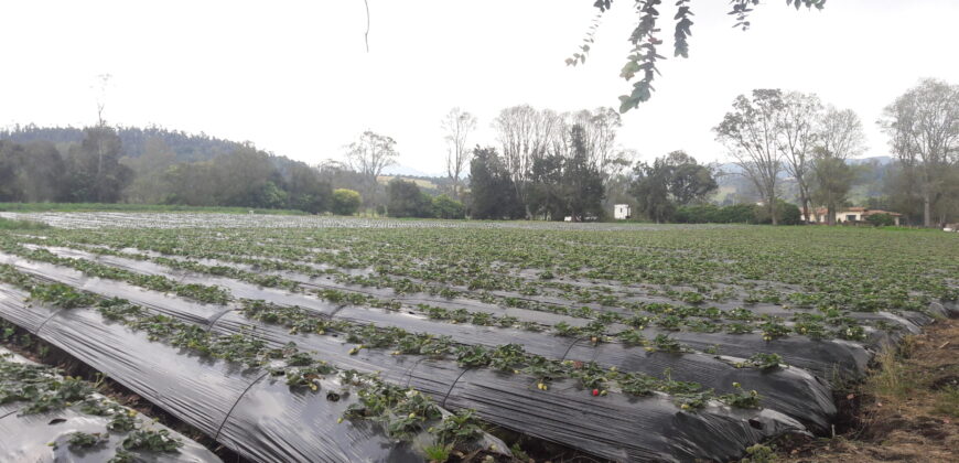 Facatativa, finca 50 fng – vereda San Rafael-aguas