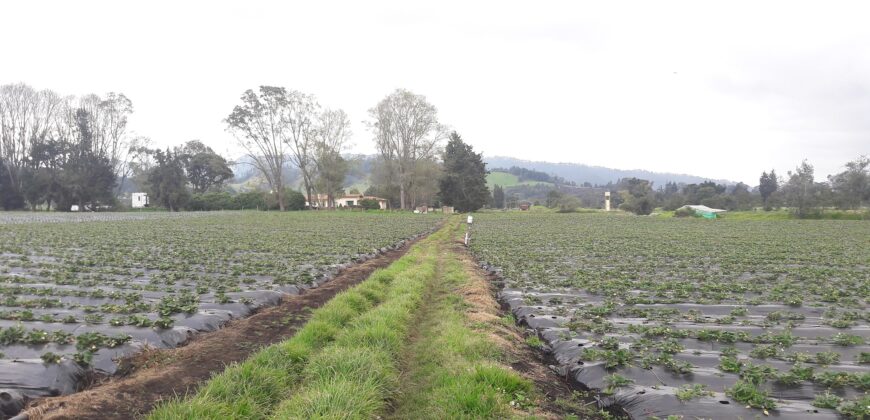 Facatativa, finca 50 fng – vereda San Rafael-aguas