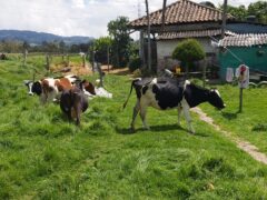 Facatativa (4 esquinas) finca de 49 fng- 8 lagos