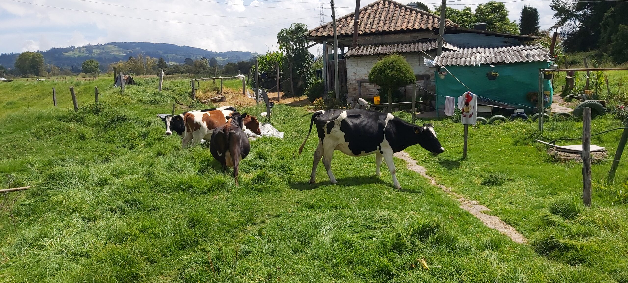 Facatativa (4 esquinas) finca de 49 fng- 8 lagos